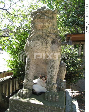 尾道の狛犬と猫 1282314