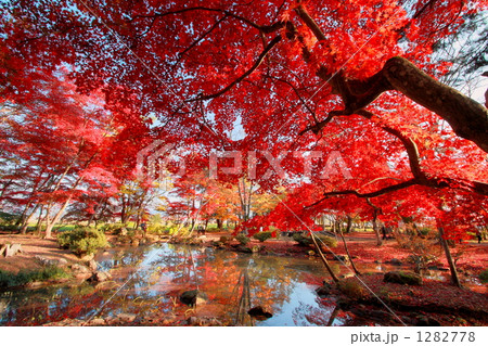 空を覆う紅葉 空を覆う紅葉 1282778
