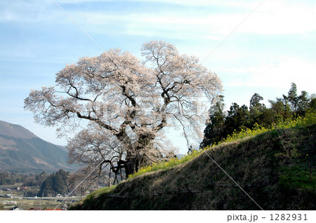 小奴可の要害桜と菜の花 1282931