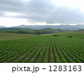 美瑛の風景 1283163