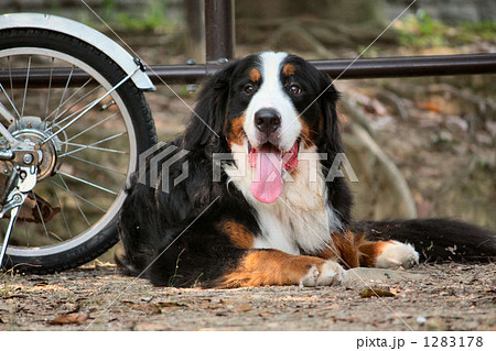 バーニーズ　NO．２ 1283178