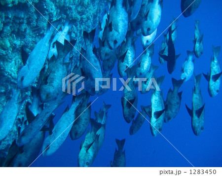 マダラタルミの群れ 1283450