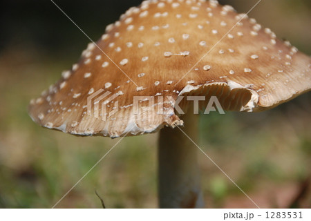 1283531
