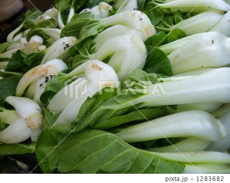 青梗菜 青梗菜 1283682