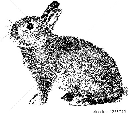 Penn S Netherland Dwarf Stock Illustration