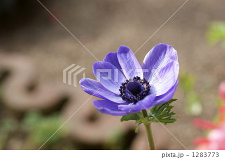 アネモネの花 1283773