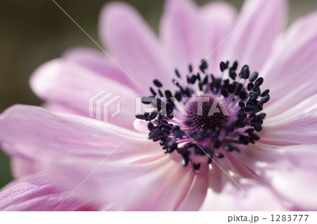 アネモネの花 アネモネの花 1283777