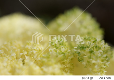 白色の葉牡丹 1283780