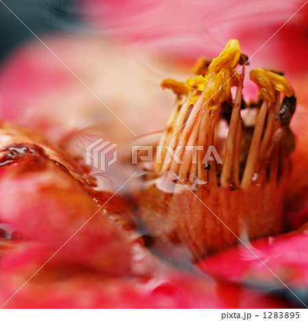 落水の華 1283895