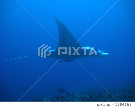 パラオのマンタ 1284165