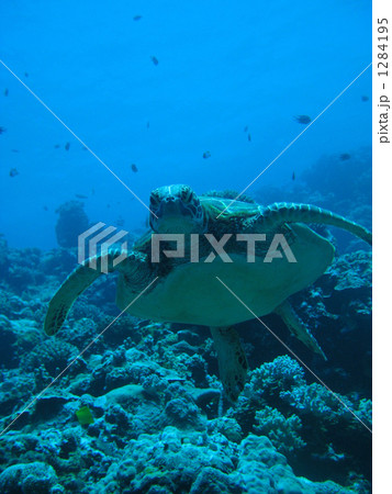 にらむウミガメ 1284195