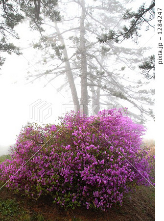 満開のつつじ   満開のつつじ   1284247