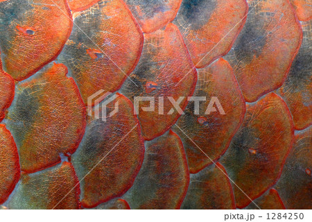 スーパーレッド スーパーレッド 1284250