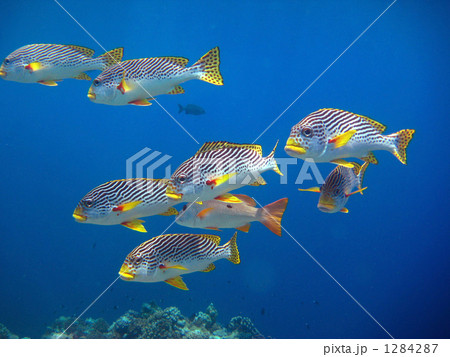 アヤコショウダイの群れ 1284287