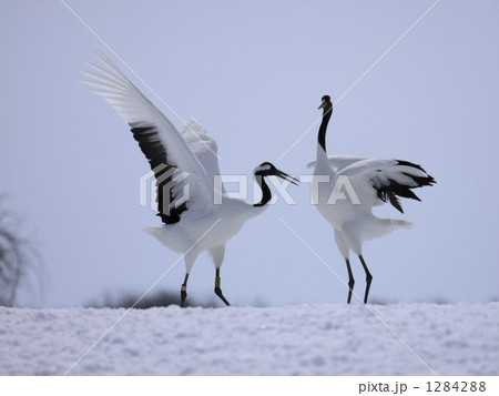 タンチョウ 1284288