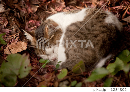 猫の昼寝 猫の昼寝 1284302
