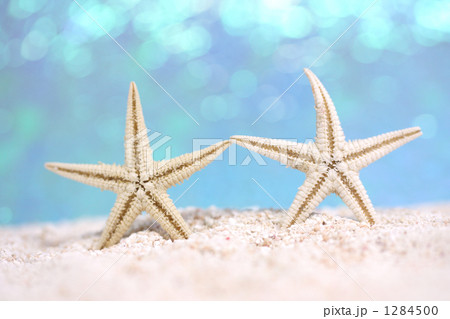 Shell Collection-18 Shell Collection-18 1284500