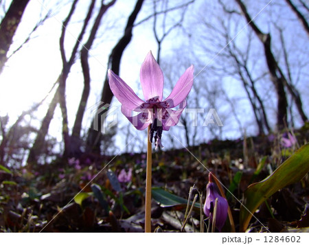 カタクリ 1284602