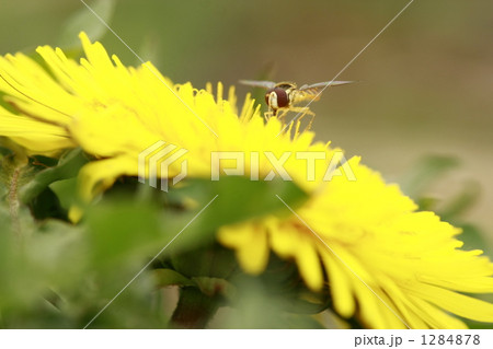 空き地のタンポポ 空き地のタンポポ 1284878