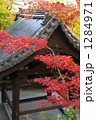 紅葉 1284971