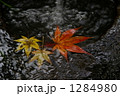 もみじ 1284980