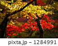 紅葉 1284991