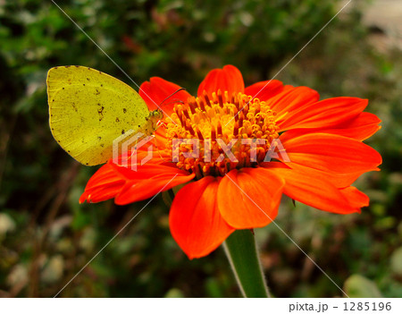 チトニアの花に止まるキチョウ 1285196