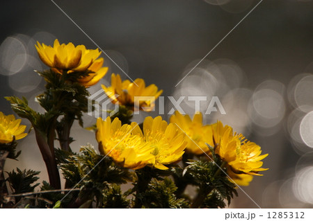 目覚めた福寿草 1285312