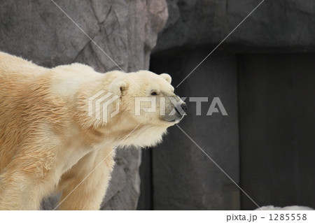 北海道旭川市旭山動物園のホッキョクグマ 1285558