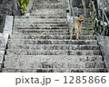 神社の階段で振り返る野良犬 1285866