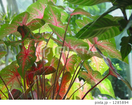 熱帯植物　カラジューム・サトイモ科03 1285894