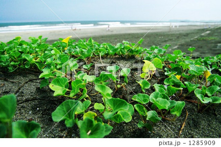 一ノ宮海岸　ハマヒルガオ 1285909