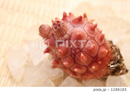 三陸産マボヤ 1286165