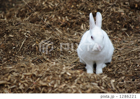 白うさぎの写真素材 [1286221] - PIXTA