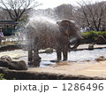 象さんの水遊び 1286496