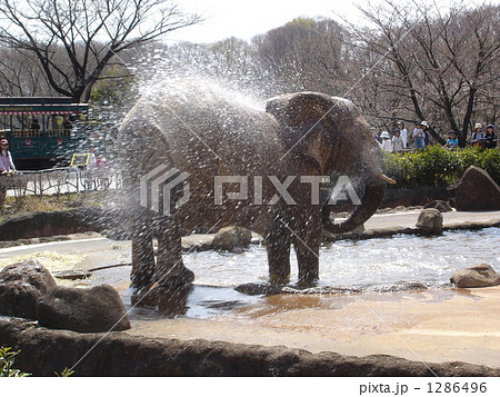 象さんの水遊び 1286496