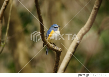 ルリビタキ 1286589