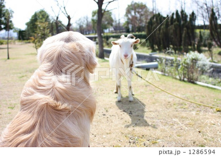 なんだ、こいつは。 1286594