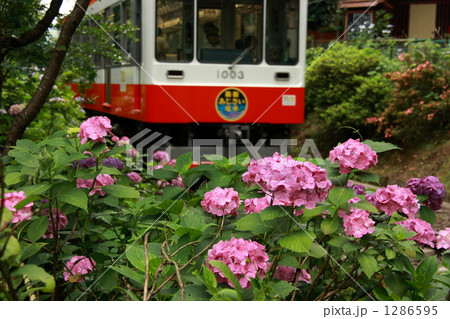 紫陽花がお出迎え 1286595