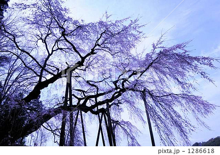 枝垂れ桜 1286618
