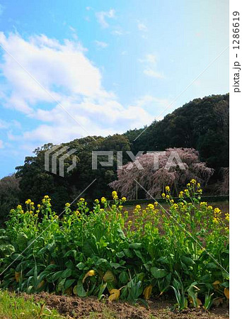 枝垂れ桜 1286619