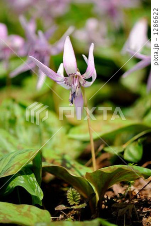 春の妖精 春の妖精 1286622