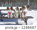 パピヨンの親子の集合写真 1286687