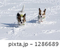 ラッセルするパピヨンの子犬 1286689