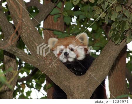 レッサーパンダ 1286971