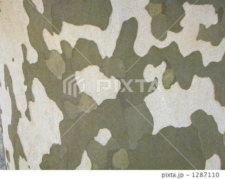 プラタナス 1287110