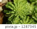 フサモと雫 1287345