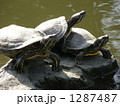 甲羅干しする亀 甲羅干しする亀 1287487