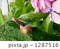カタツムリ 1287516