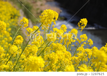 春の風景 1287625